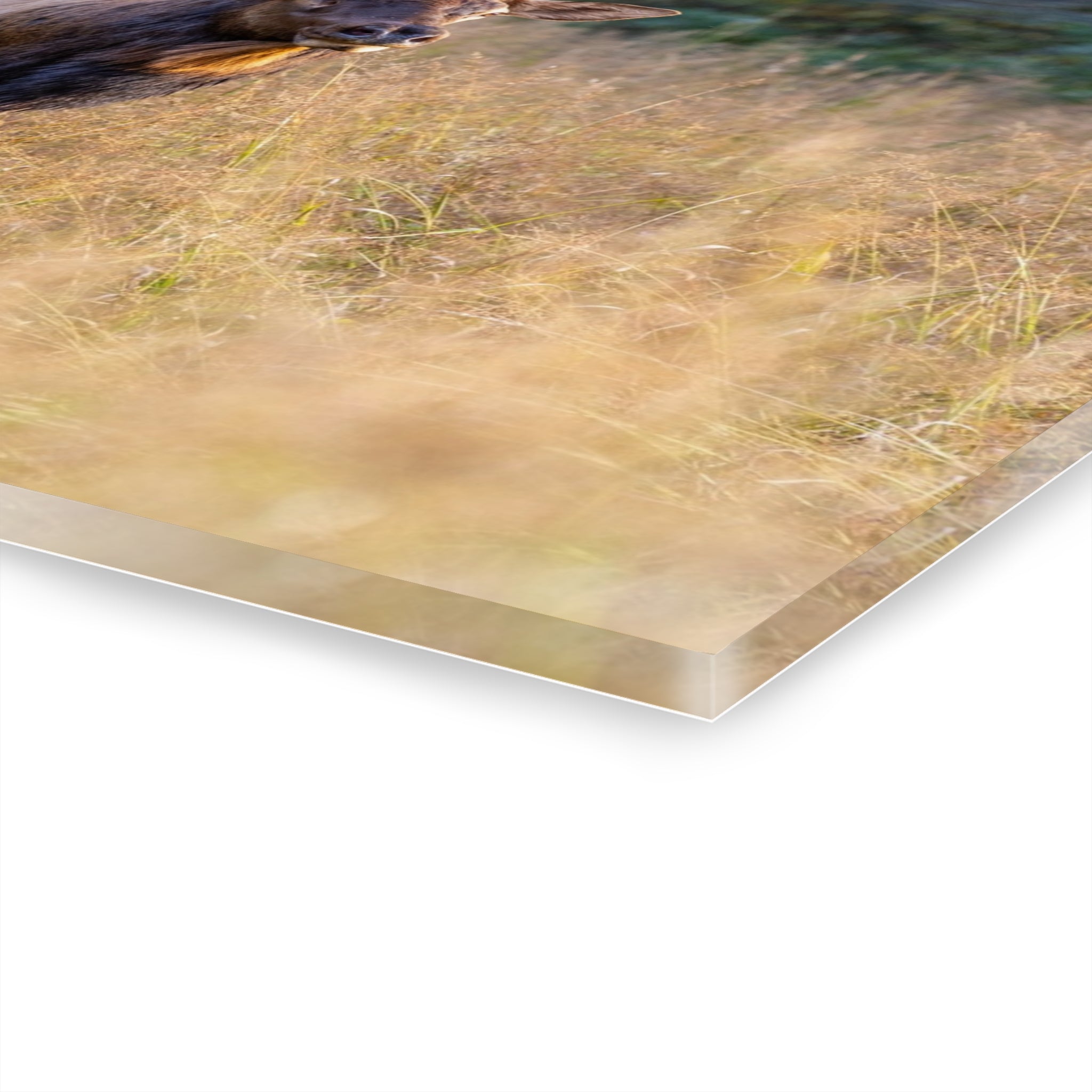 Stunning Acrylic Wall Art Print, Nature Decor, Elk Photography, Rustic Home Decor, Animal Wall Art, Gift for Nature Lovers