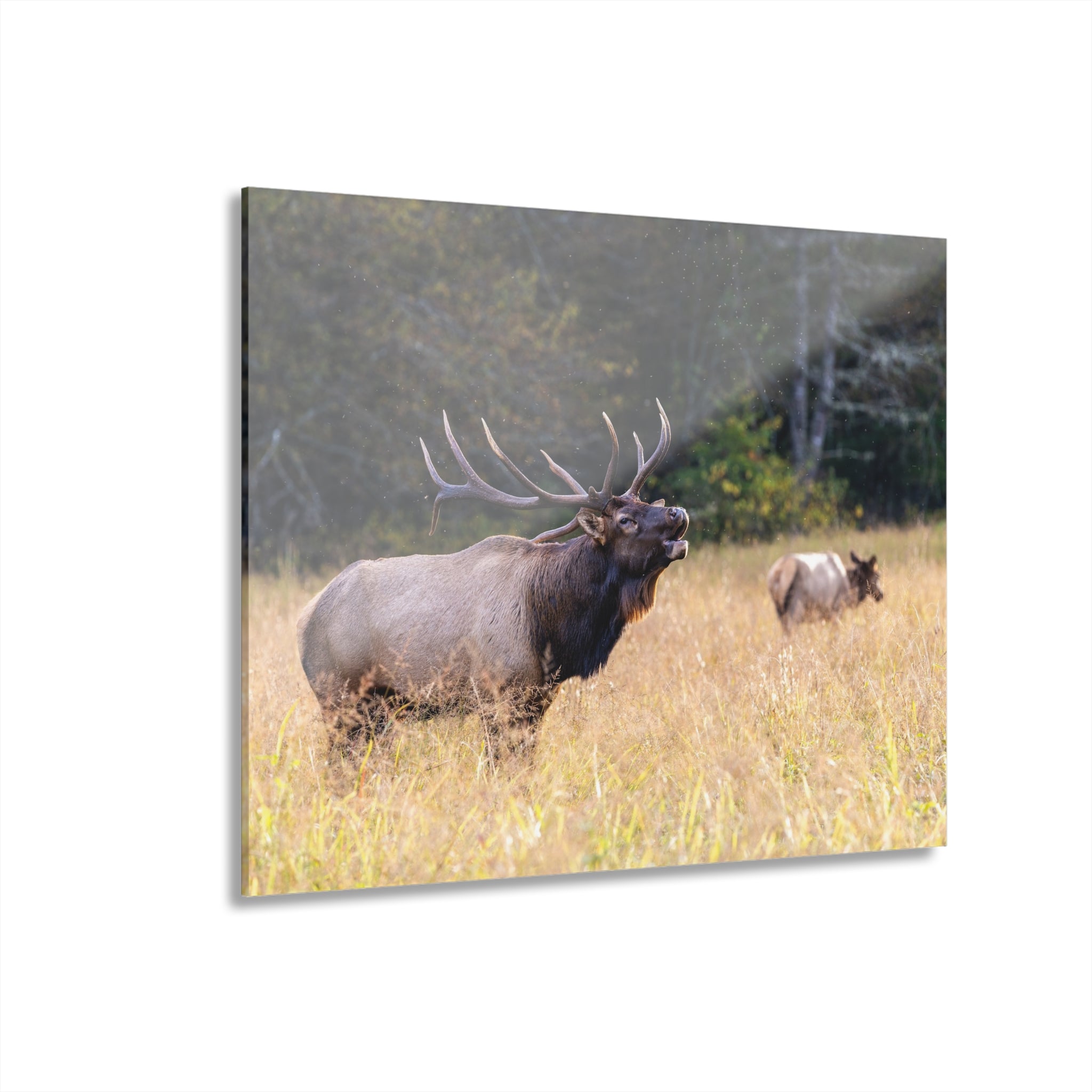Nature-Inspired Acrylic Wall Art Print, Home Decor, Rustic Wall Art, Elk Photography, Wildlife Lover Gift, Wall Hanging Decoration