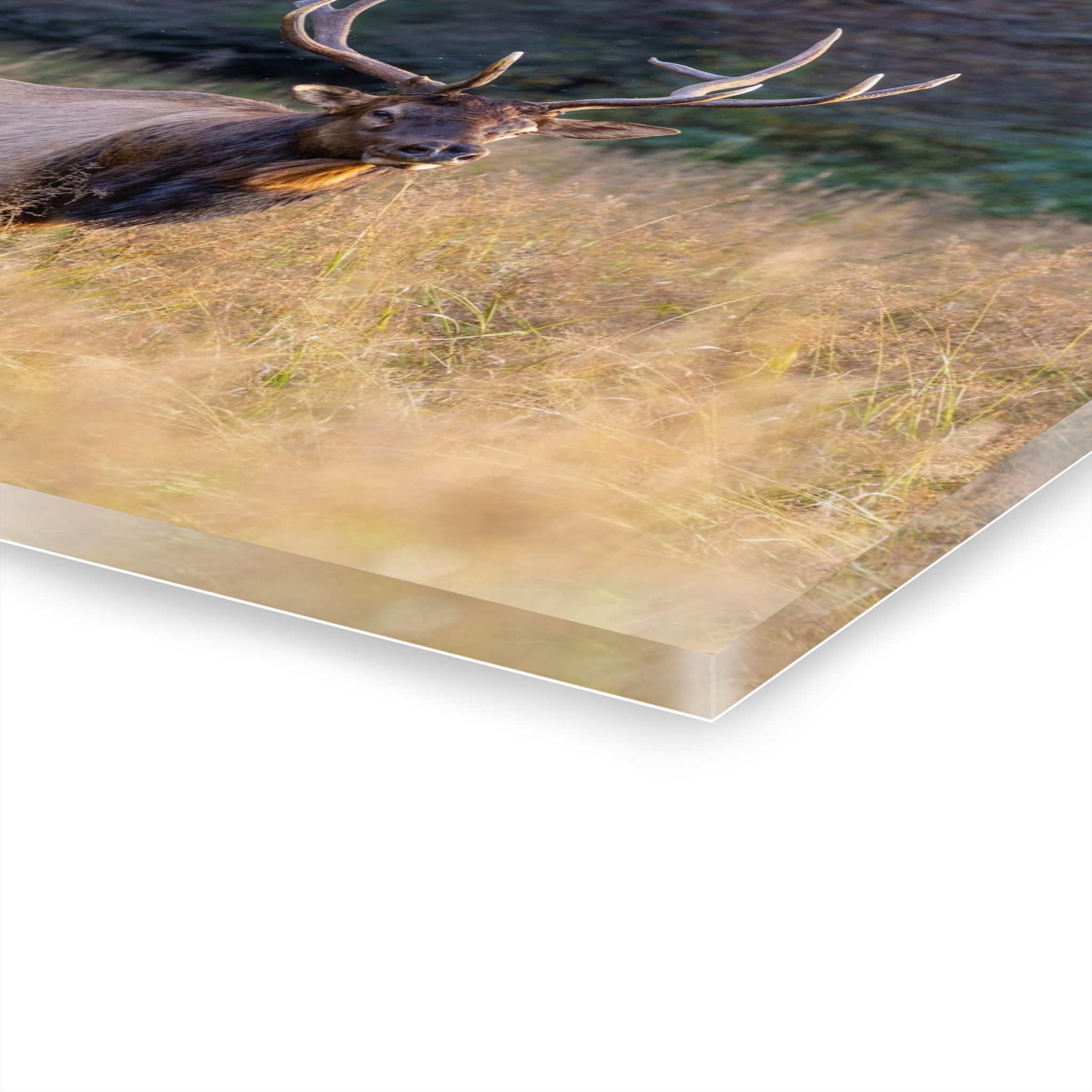 Stunning Acrylic Wall Art Print, Nature Decor, Elk Photography, Rustic Home Decor, Animal Wall Art, Gift for Nature Lovers