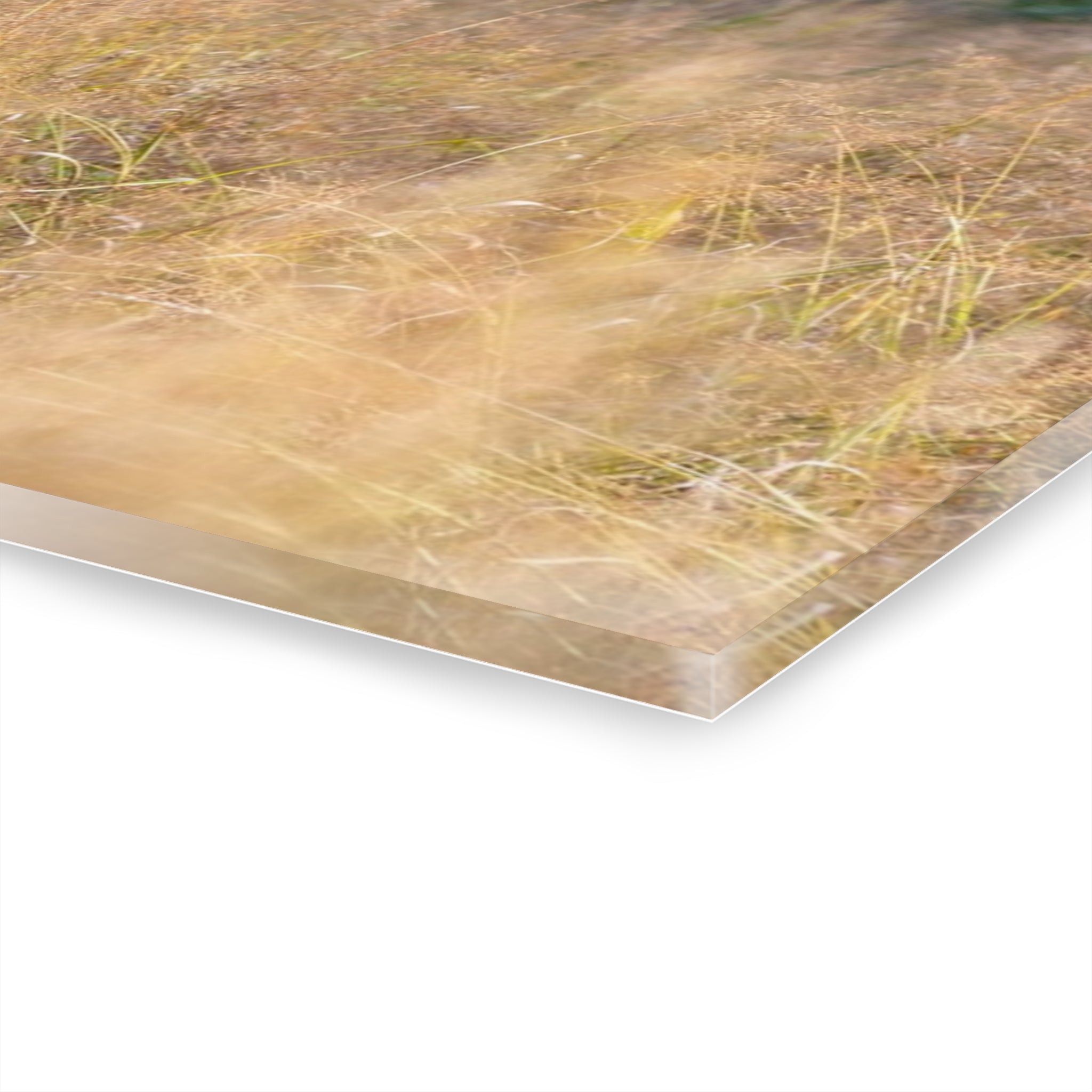 Stunning Acrylic Wall Art Print, Nature Decor, Elk Photography, Rustic Home Decor, Animal Wall Art, Gift for Nature Lovers