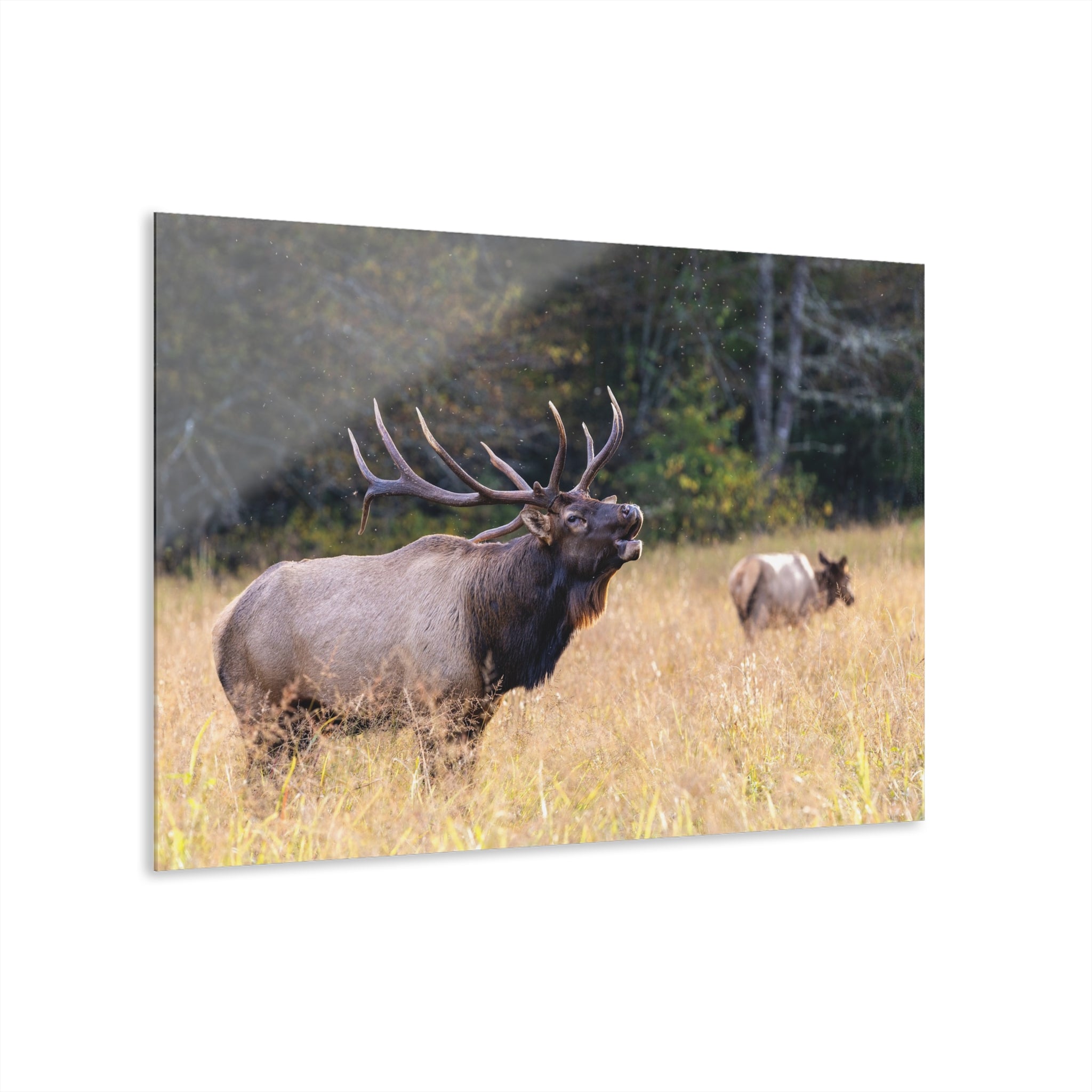 Nature-Inspired Acrylic Wall Art Print, Home Decor, Rustic Wall Art, Elk Photography, Wildlife Lover Gift, Wall Hanging Decoration