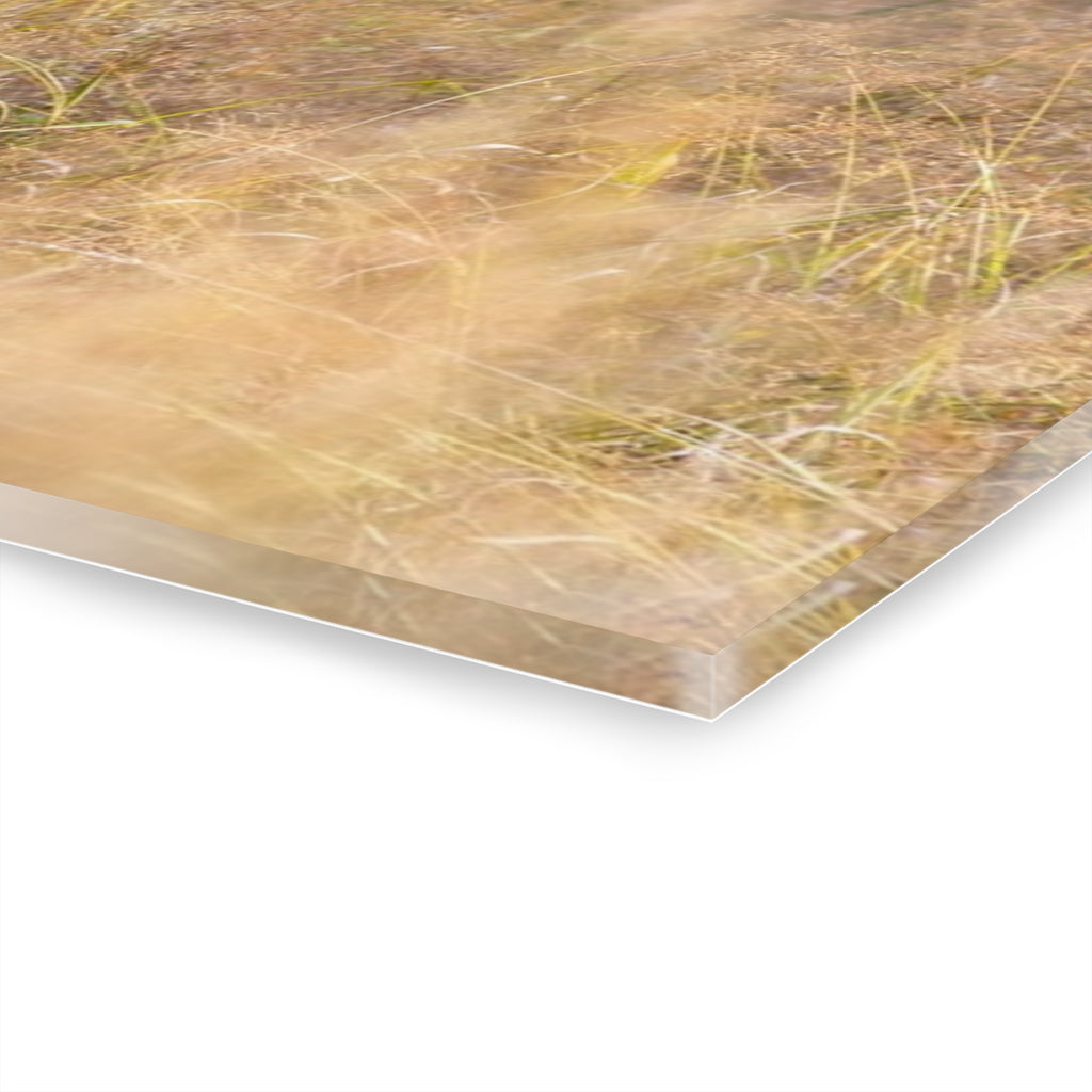 Stunning Acrylic Wall Art Print, Nature Decor, Elk Photography, Rustic Home Decor, Animal Wall Art, Gift for Nature Lovers