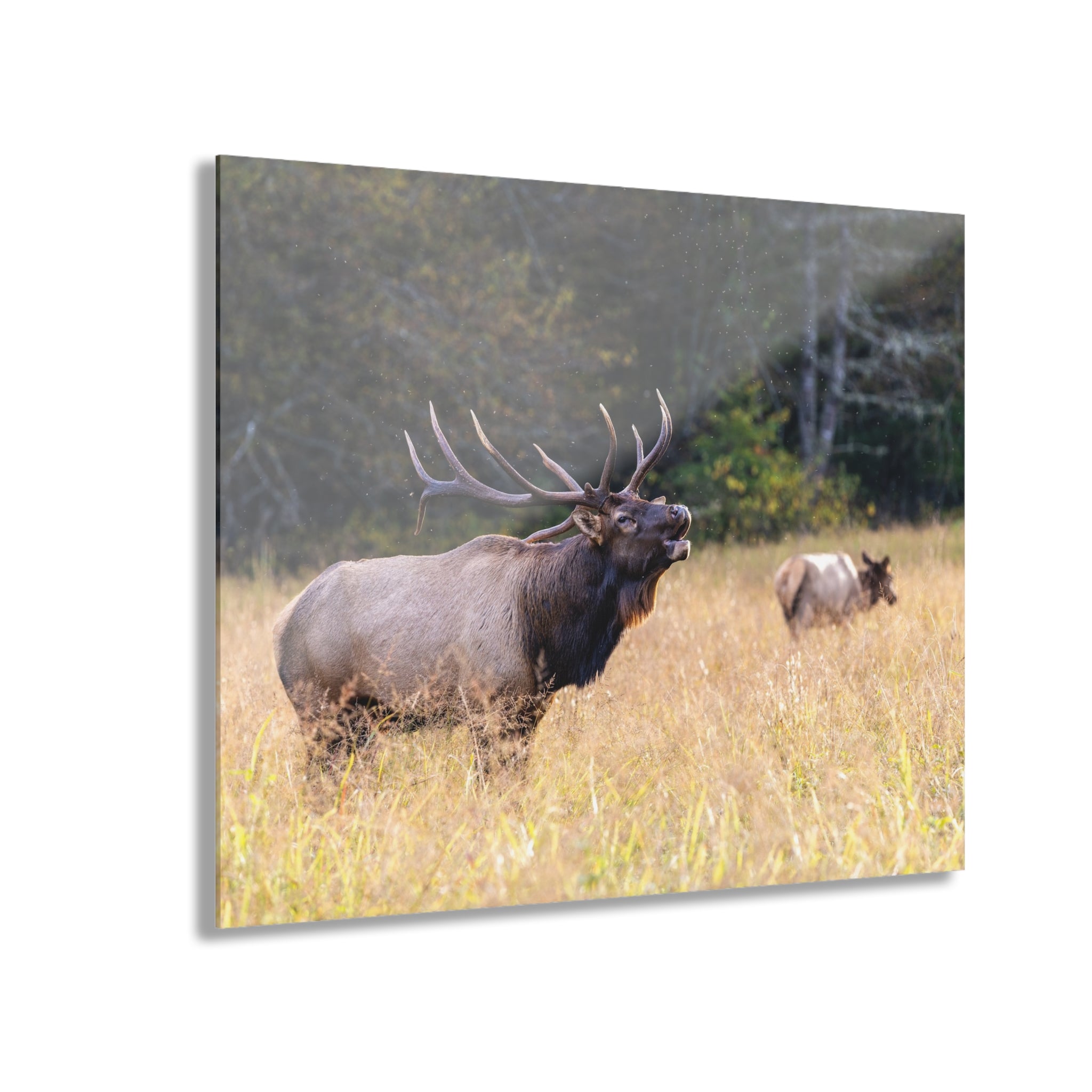 Nature-Inspired Acrylic Wall Art Print, Home Decor, Rustic Wall Art, Elk Photography, Wildlife Lover Gift, Wall Hanging Decoration