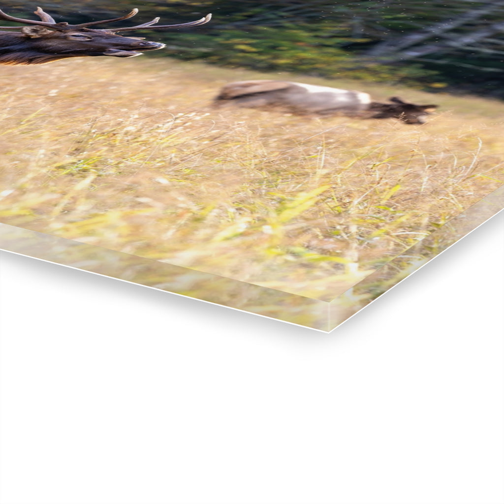 Nature-Inspired Acrylic Wall Art Print, Home Decor, Rustic Wall Art, Elk Photography, Wildlife Lover Gift, Wall Hanging Decoration