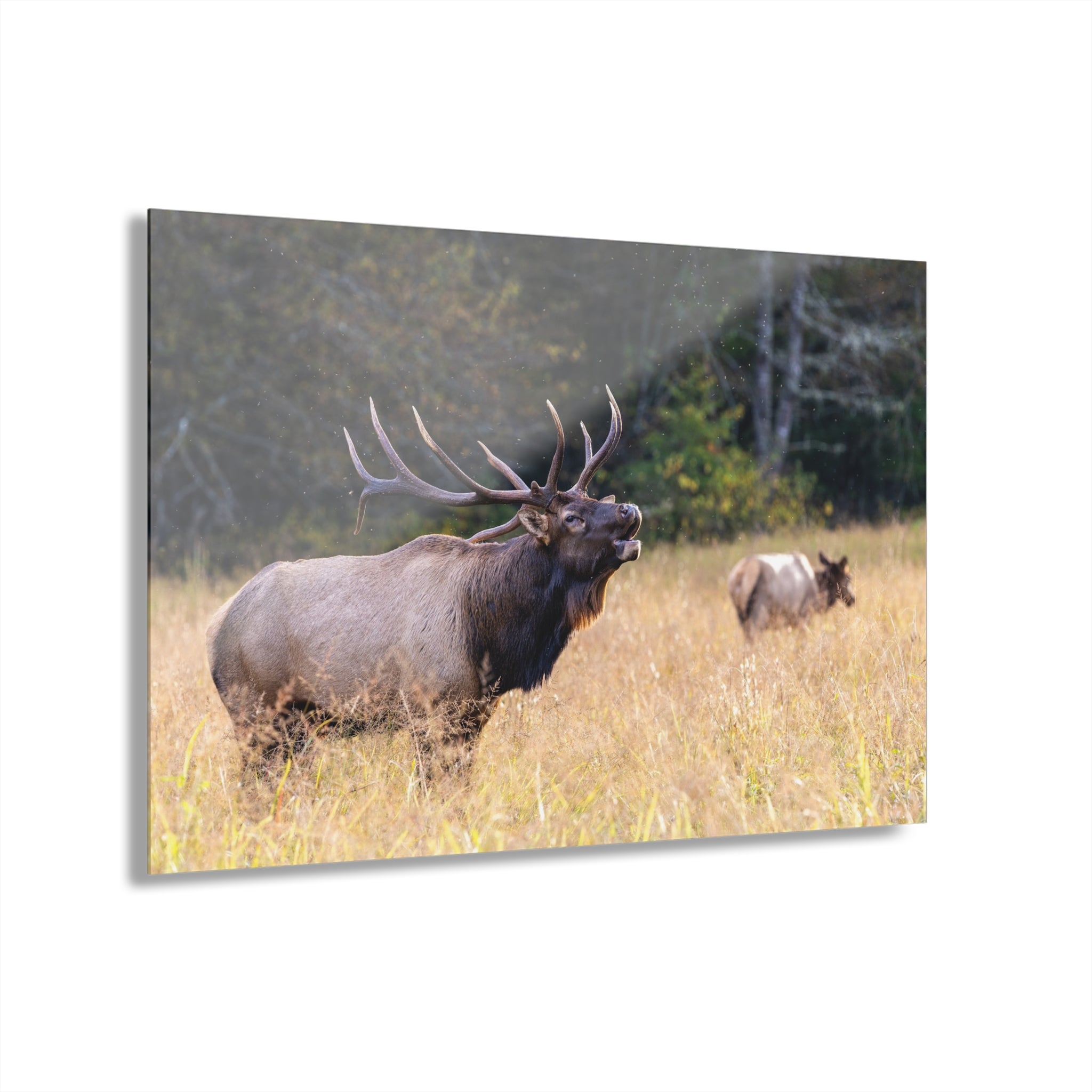 Nature-Inspired Acrylic Wall Art Print, Home Decor, Rustic Wall Art, Elk Photography, Wildlife Lover Gift, Wall Hanging Decoration