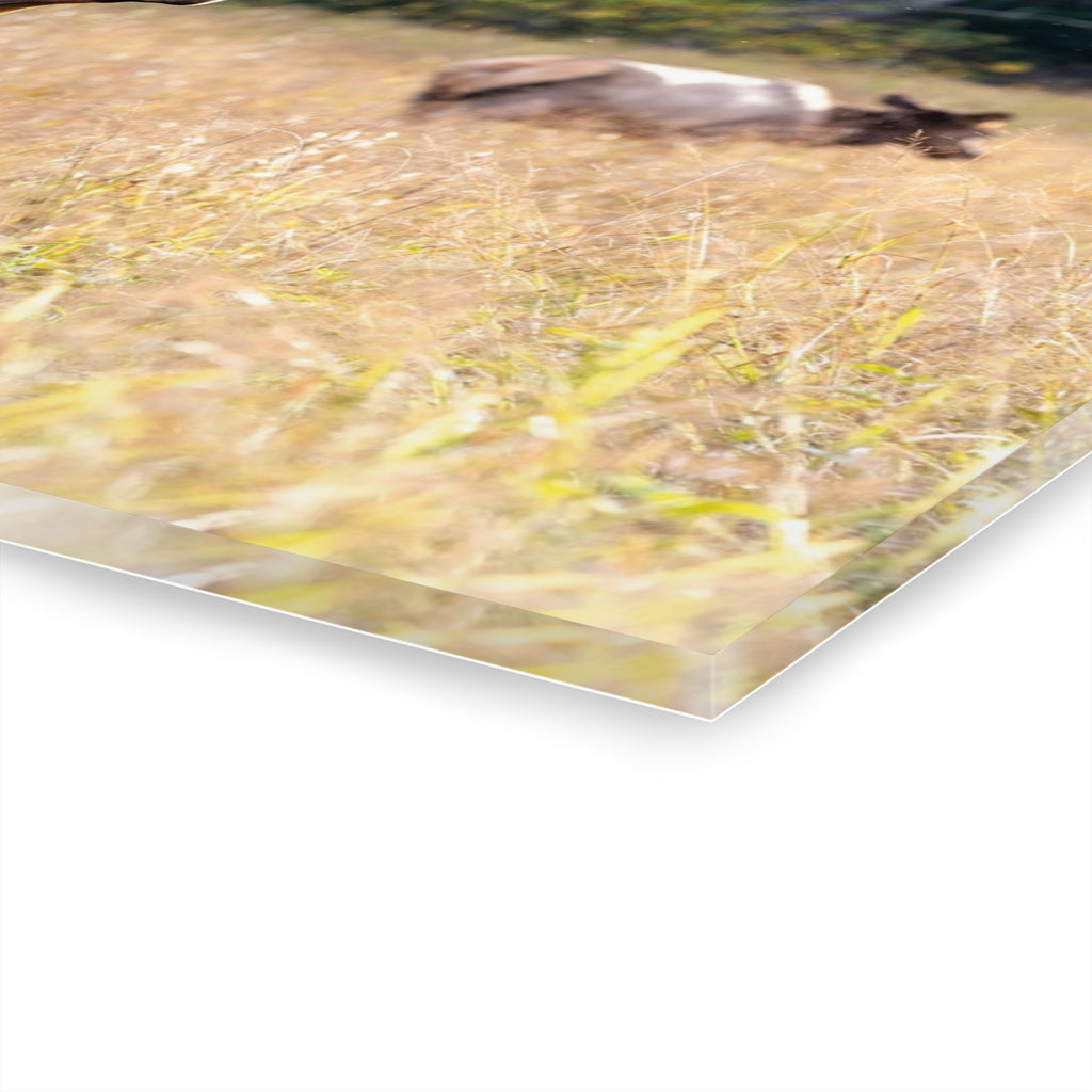 Nature-Inspired Acrylic Wall Art Print, Home Decor, Rustic Wall Art, Elk Photography, Wildlife Lover Gift, Wall Hanging Decoration