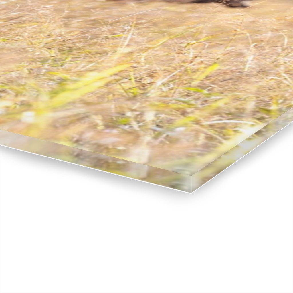 Nature-Inspired Acrylic Wall Art Print, Home Decor, Rustic Wall Art, Elk Photography, Wildlife Lover Gift, Wall Hanging Decoration