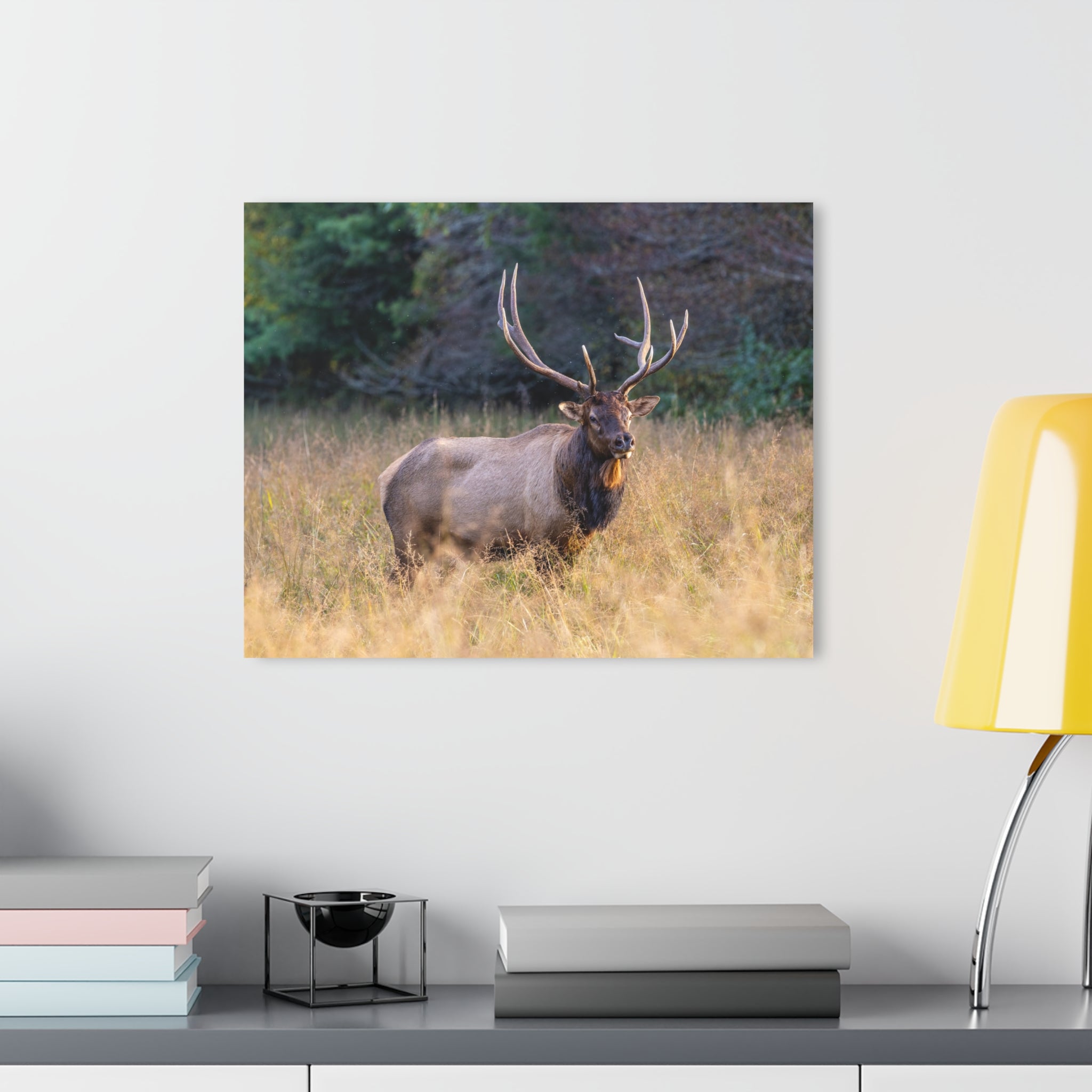 Stunning Acrylic Wall Art Print, Nature Decor, Elk Photography, Rustic Home Decor, Animal Wall Art, Gift for Nature Lovers