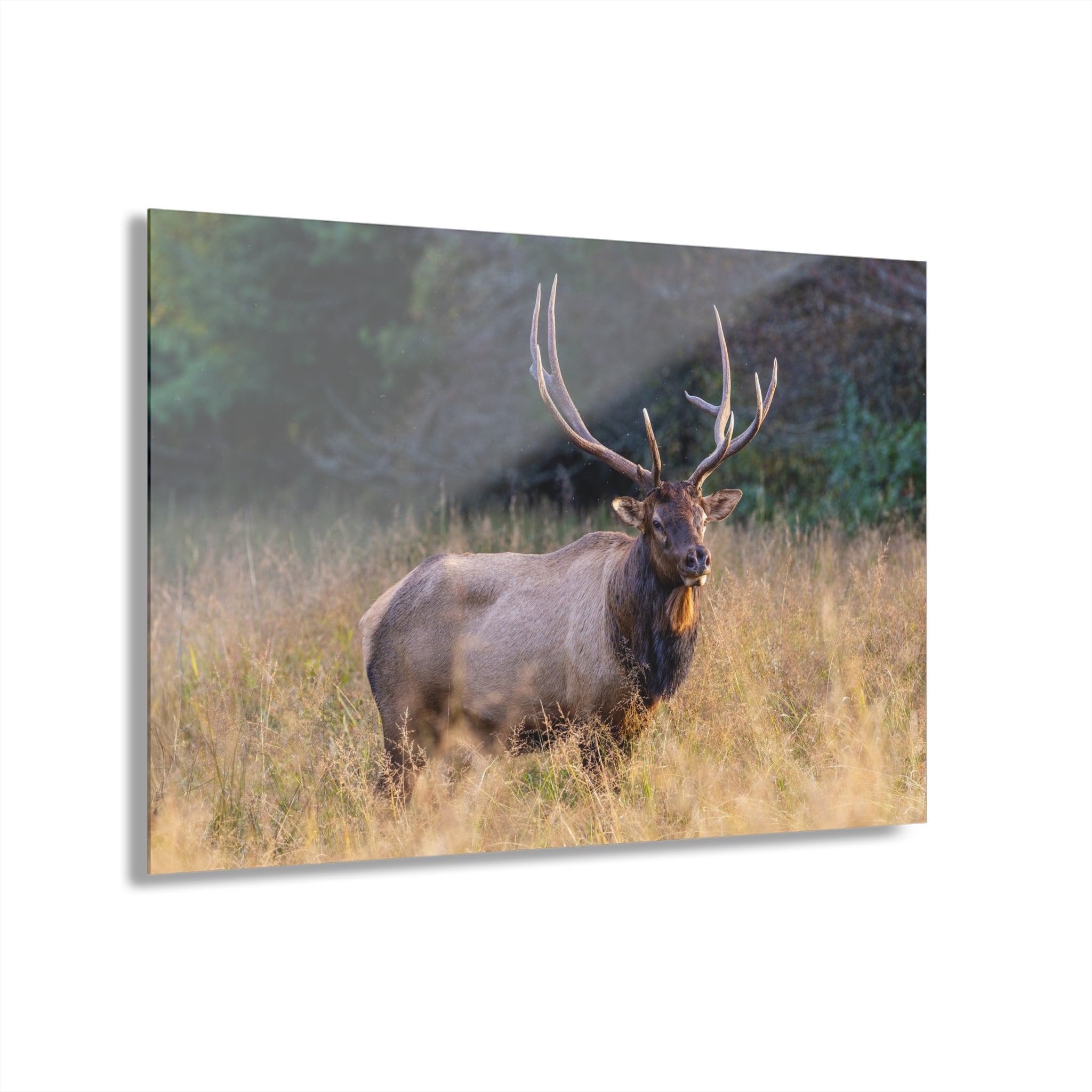 Stunning Acrylic Wall Art Print, Nature Decor, Elk Photography, Rustic Home Decor, Animal Wall Art, Gift for Nature Lovers