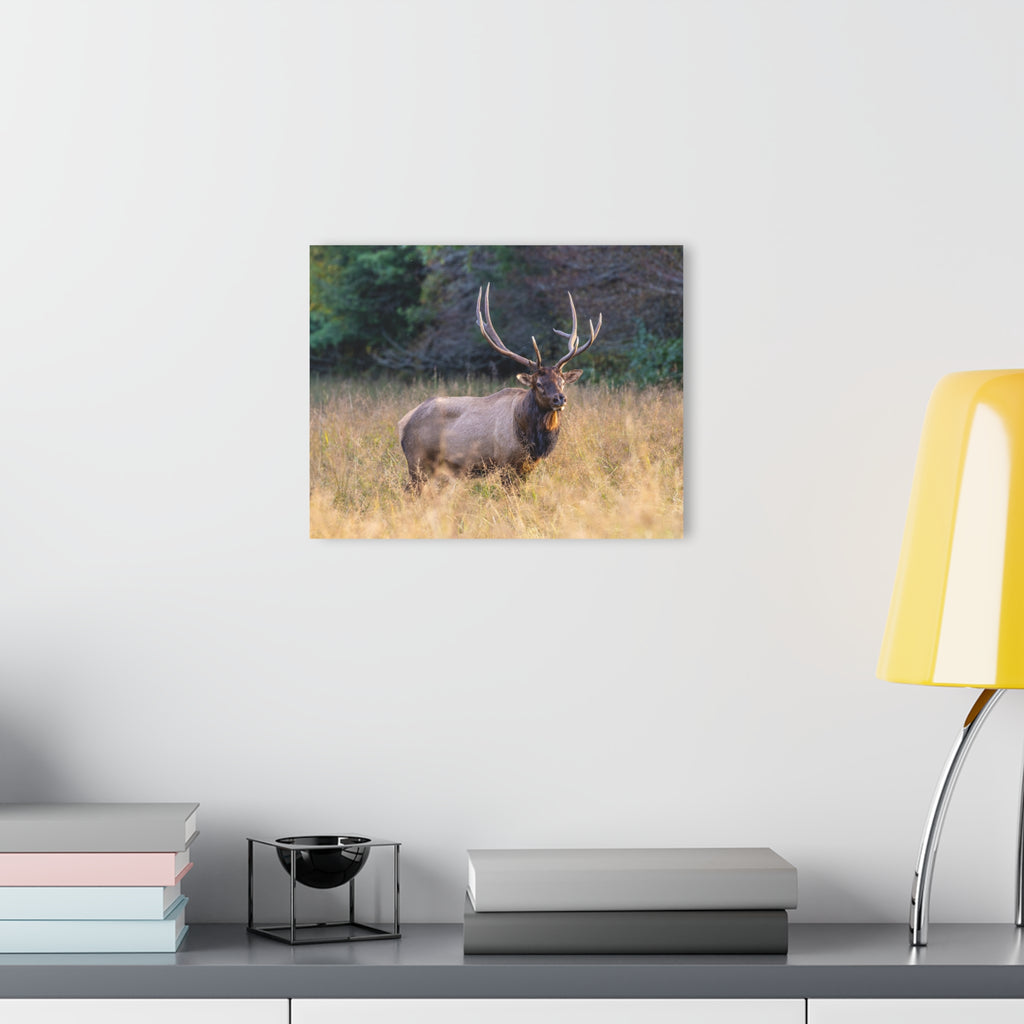 Stunning Acrylic Wall Art Print, Nature Decor, Elk Photography, Rustic Home Decor, Animal Wall Art, Gift for Nature Lovers