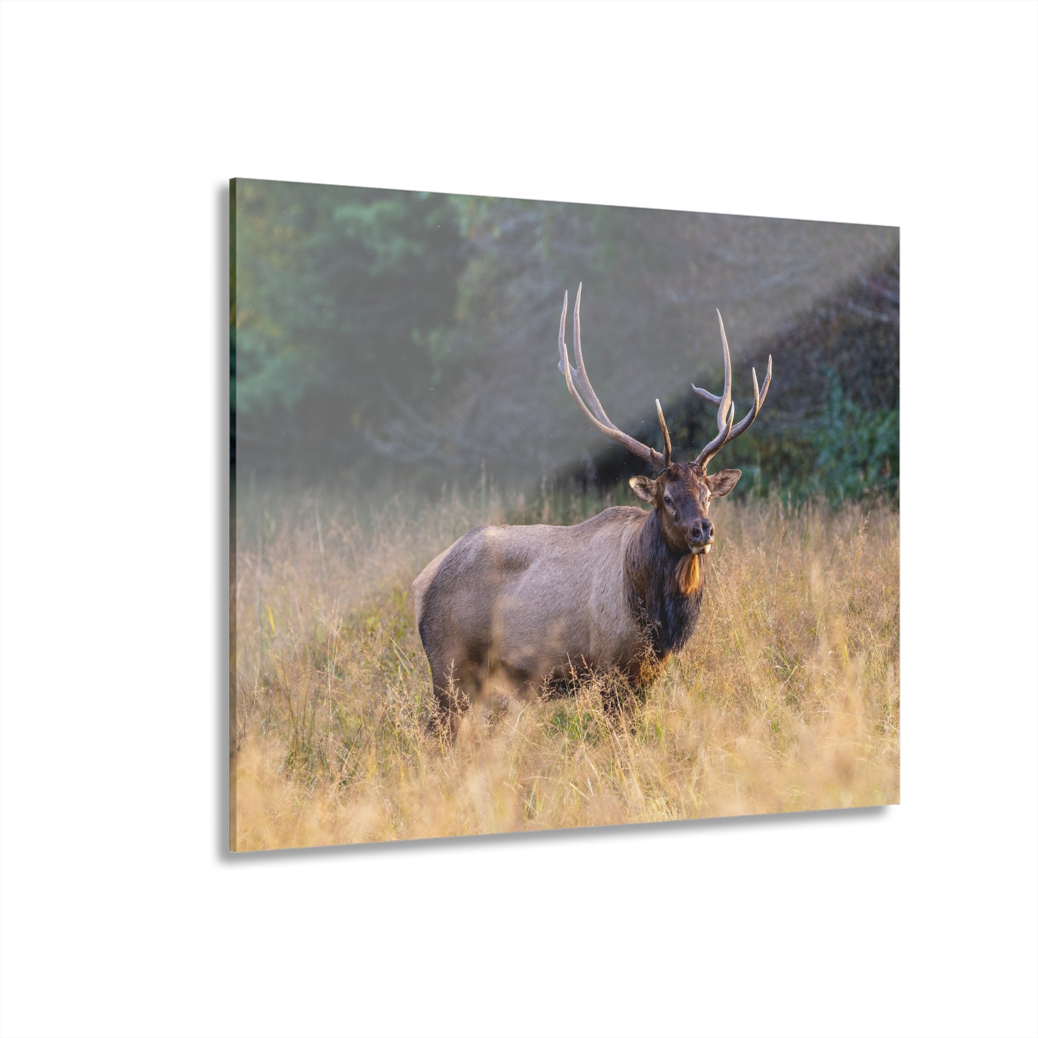Stunning Acrylic Wall Art Print, Nature Decor, Elk Photography, Rustic Home Decor, Animal Wall Art, Gift for Nature Lovers