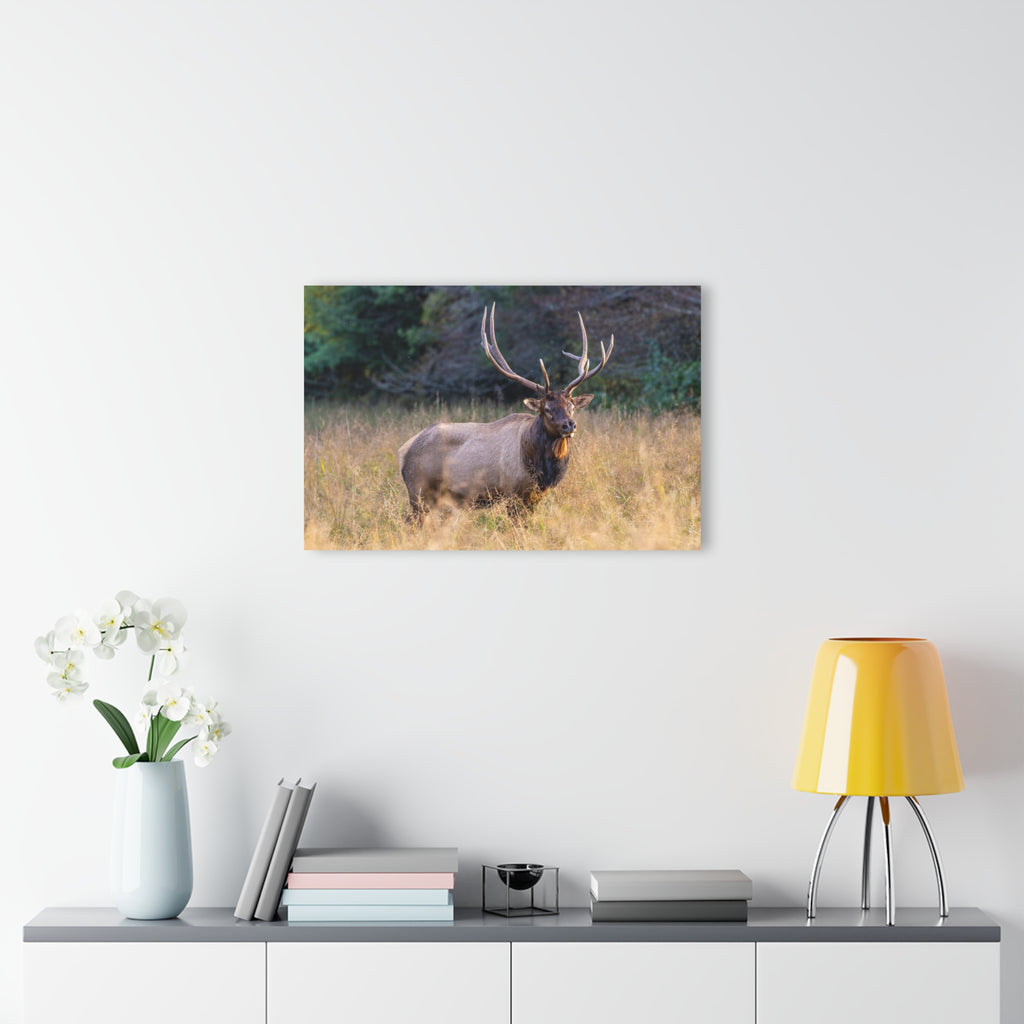 Stunning Acrylic Wall Art Print, Nature Decor, Elk Photography, Rustic Home Decor, Animal Wall Art, Gift for Nature Lovers