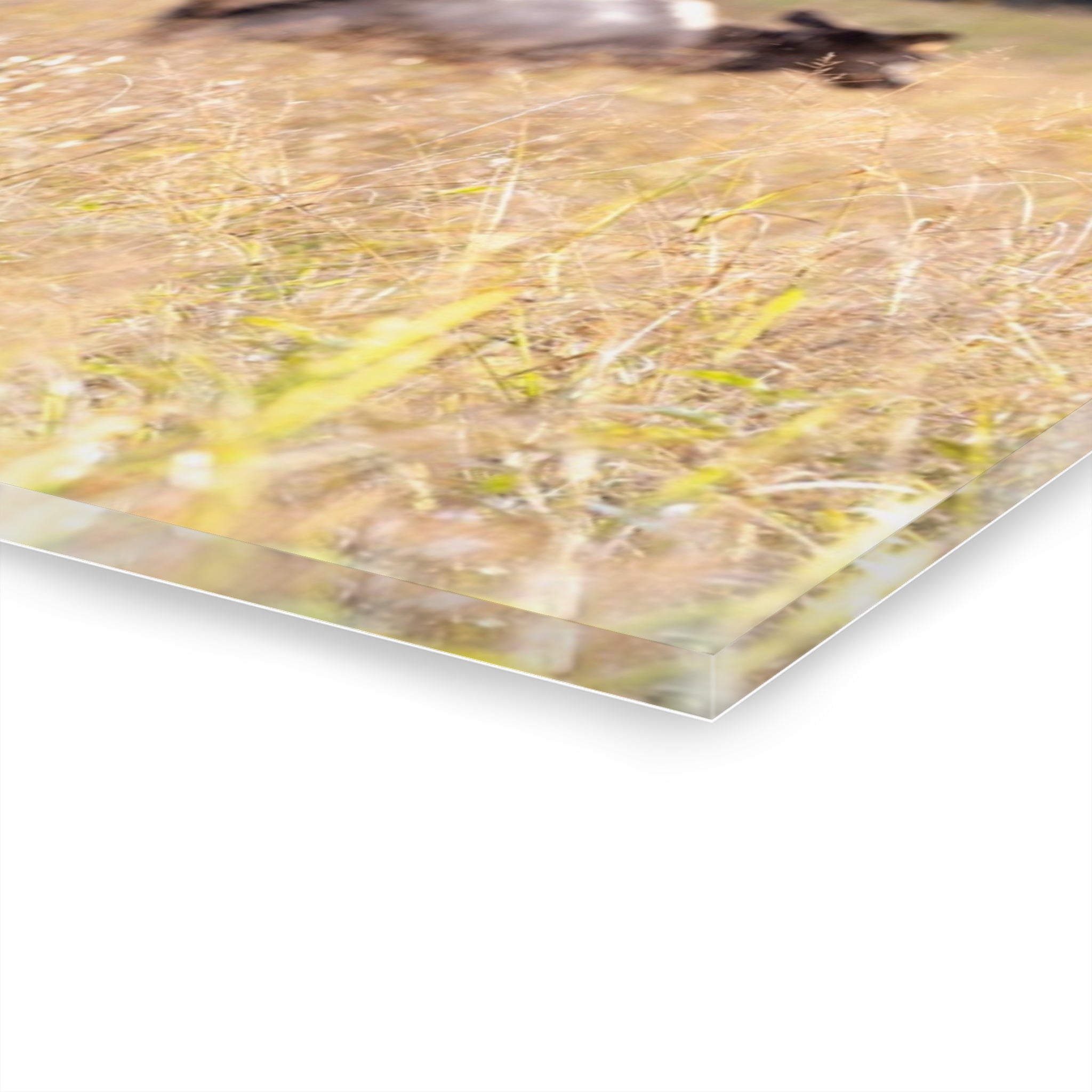 Nature-Inspired Acrylic Wall Art Print, Home Decor, Rustic Wall Art, Elk Photography, Wildlife Lover Gift, Wall Hanging Decoration