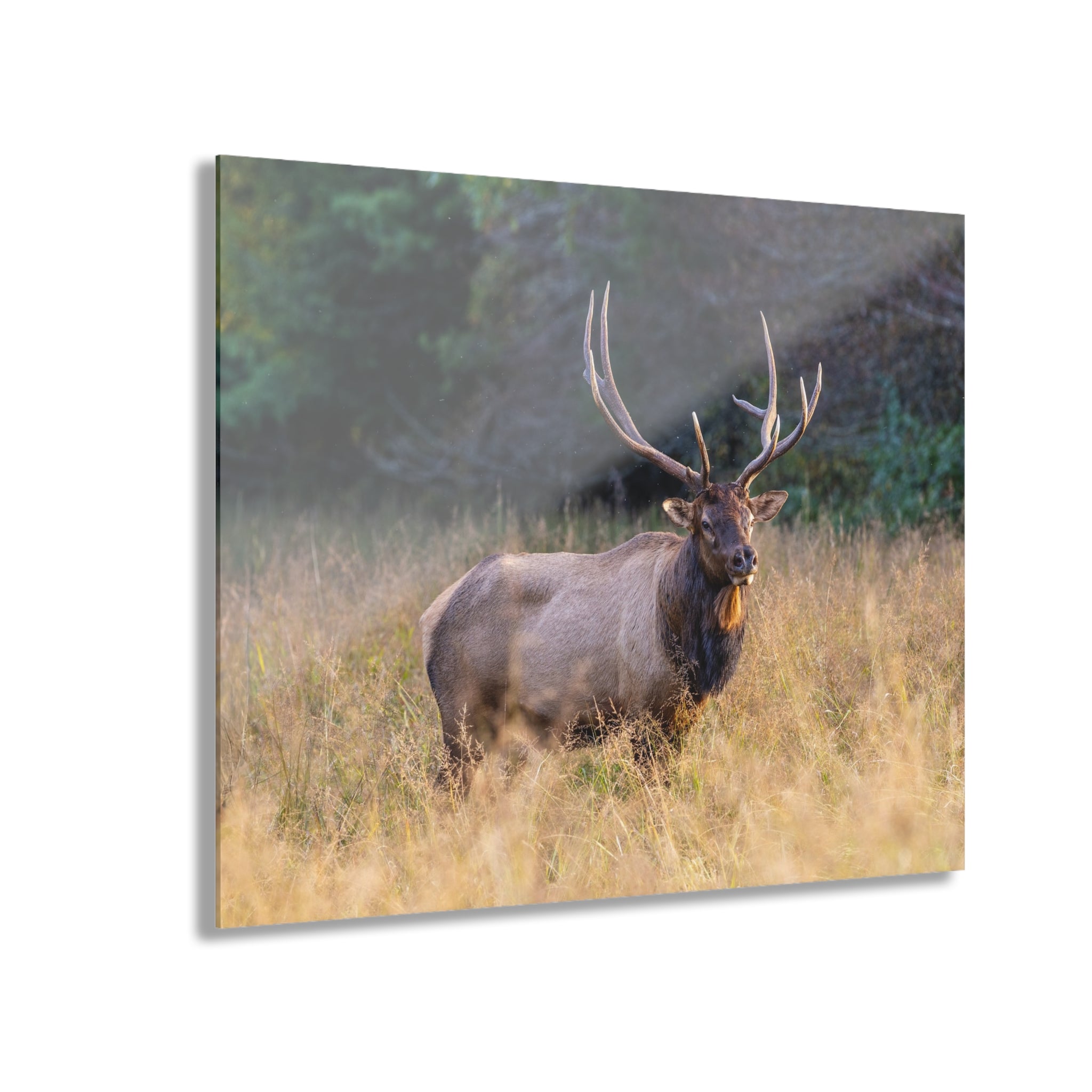 Stunning Acrylic Wall Art Print, Nature Decor, Elk Photography, Rustic Home Decor, Animal Wall Art, Gift for Nature Lovers