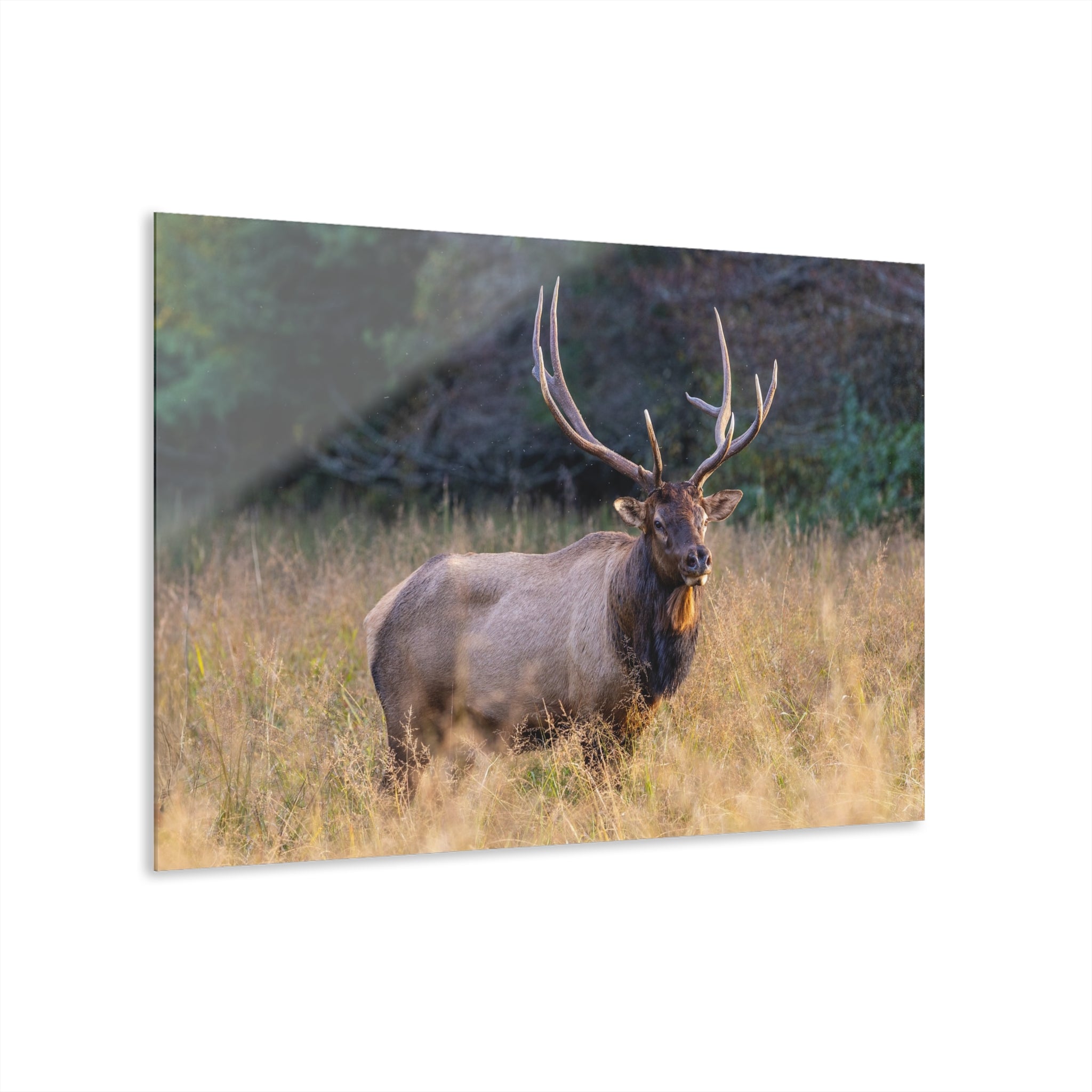 Stunning Acrylic Wall Art Print, Nature Decor, Elk Photography, Rustic Home Decor, Animal Wall Art, Gift for Nature Lovers